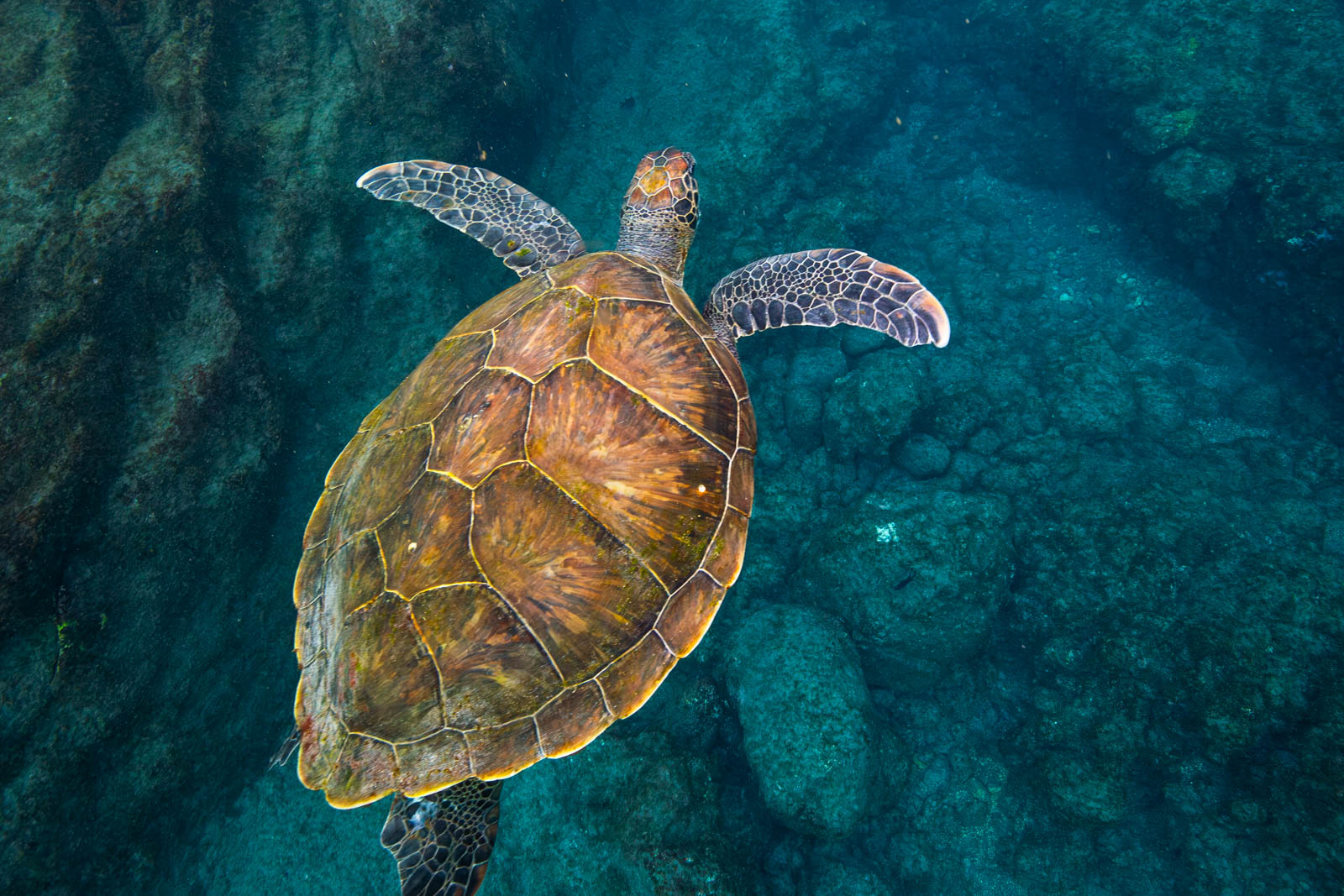 Tortue marine vue du dessus
