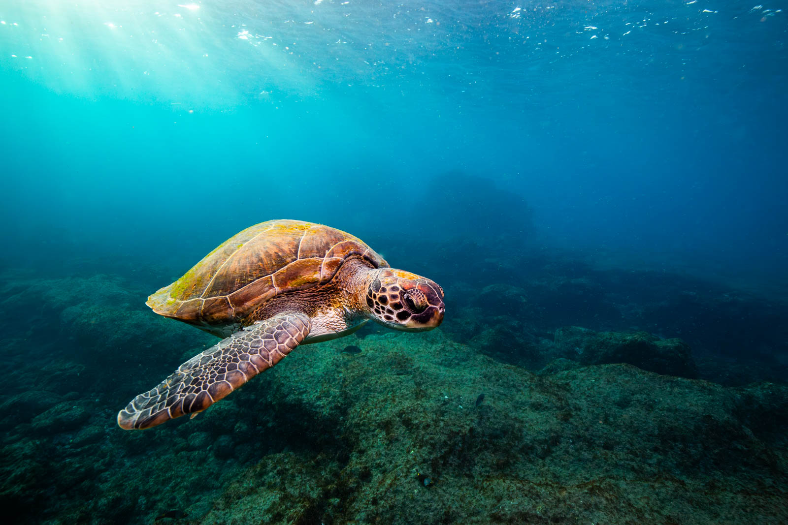 Tortue marine sous les rayons du soleil