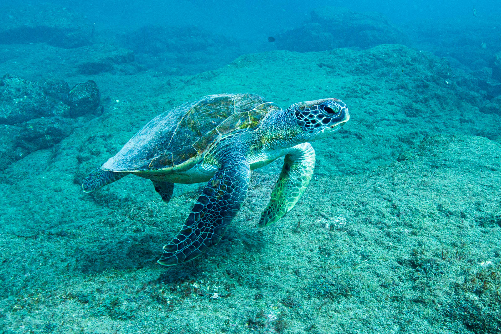 Tortue marine sur le fond marin