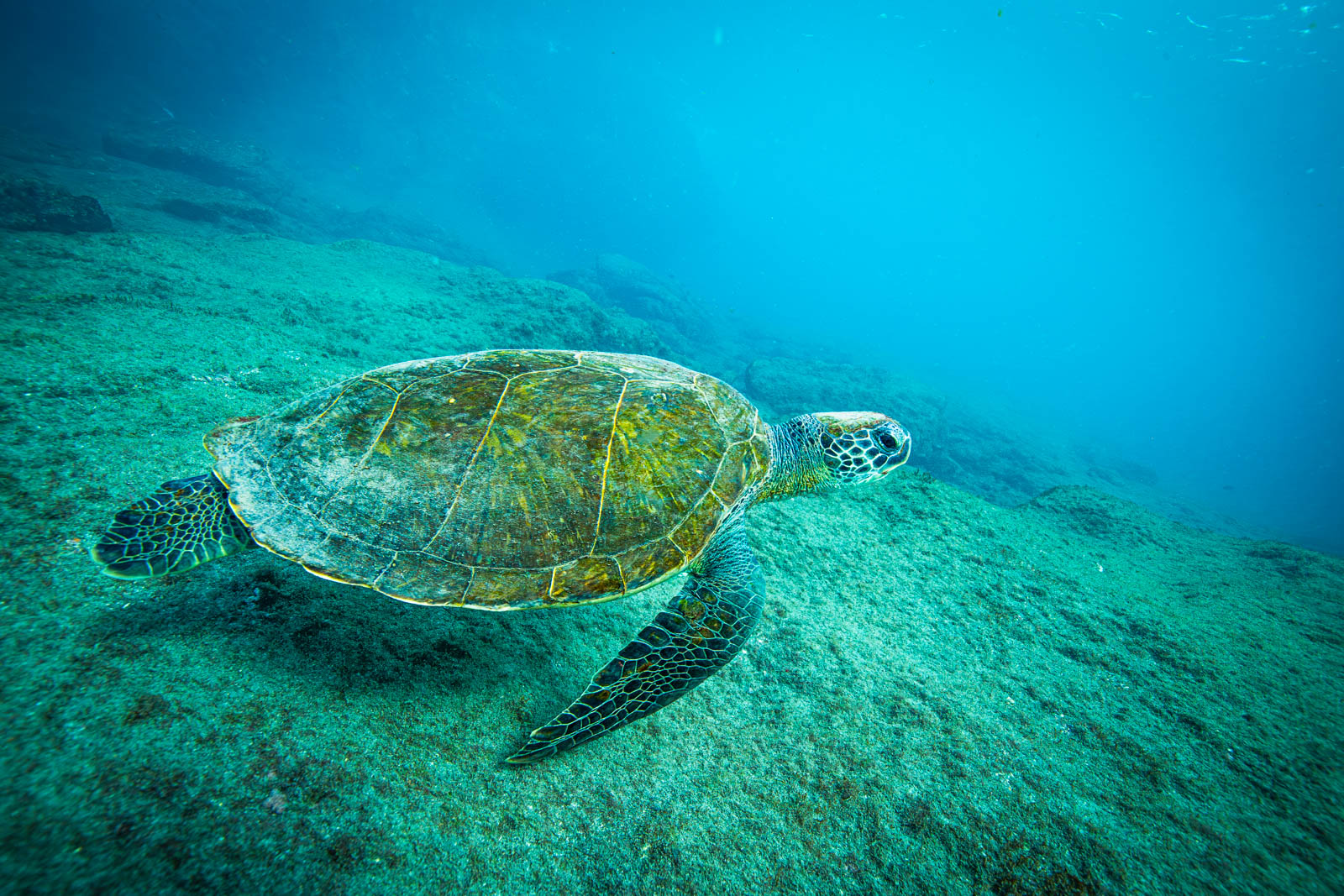 Tortue marine profil