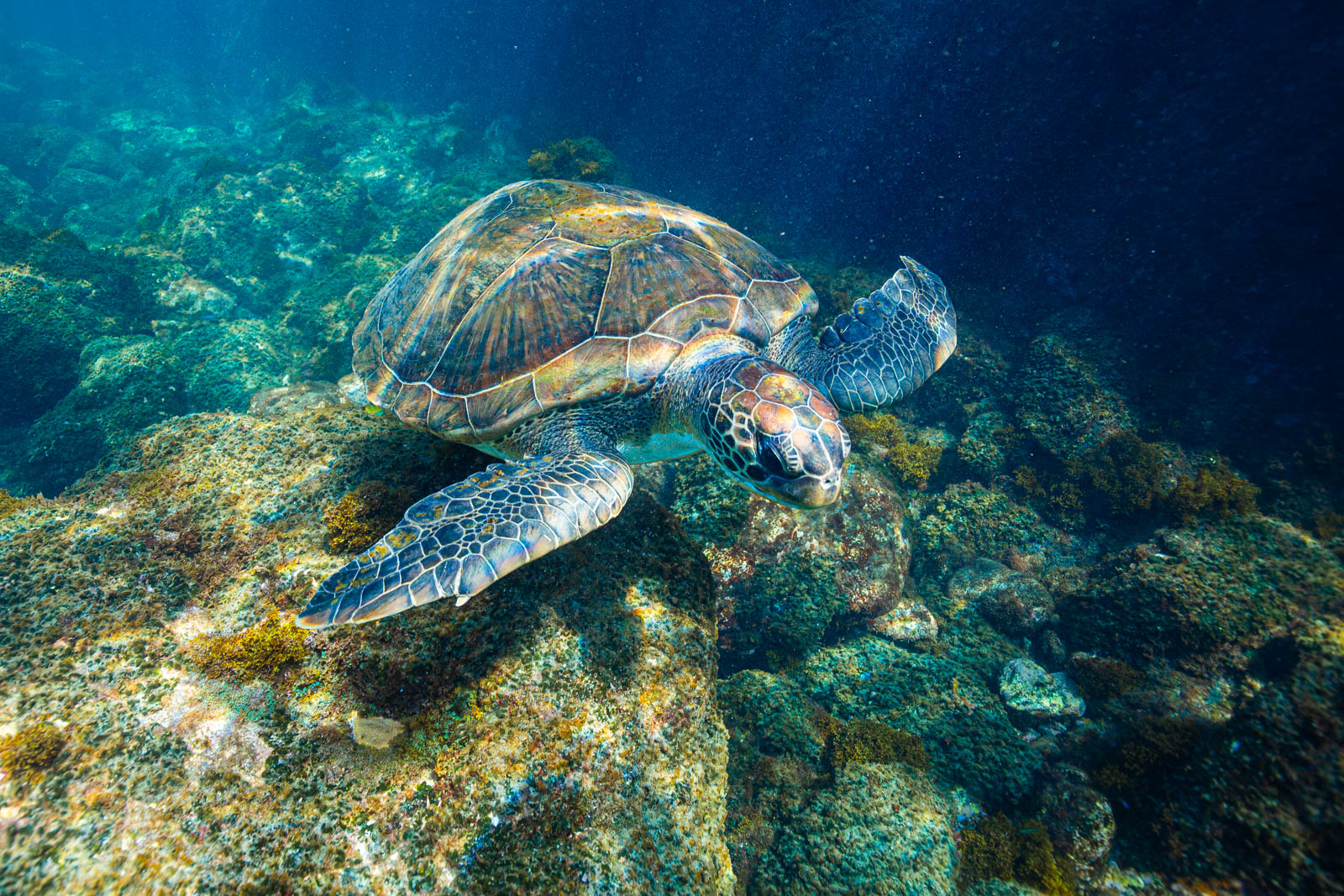 Tortue marine sur corail