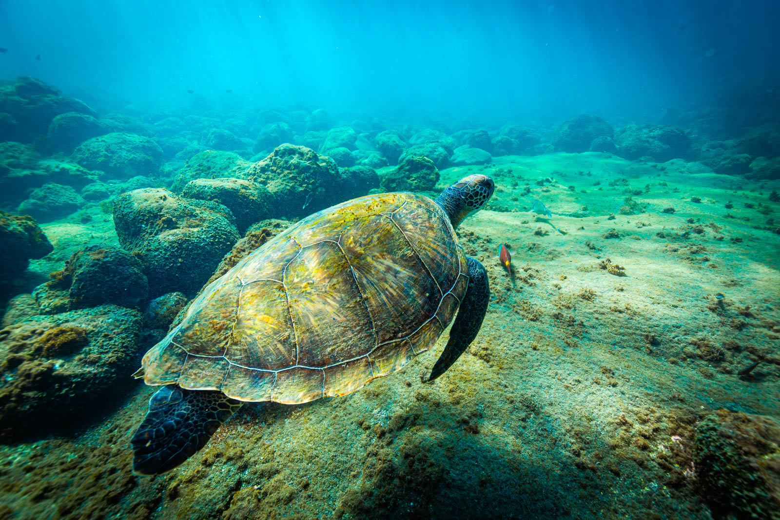 Tortue marine sur fond sableux