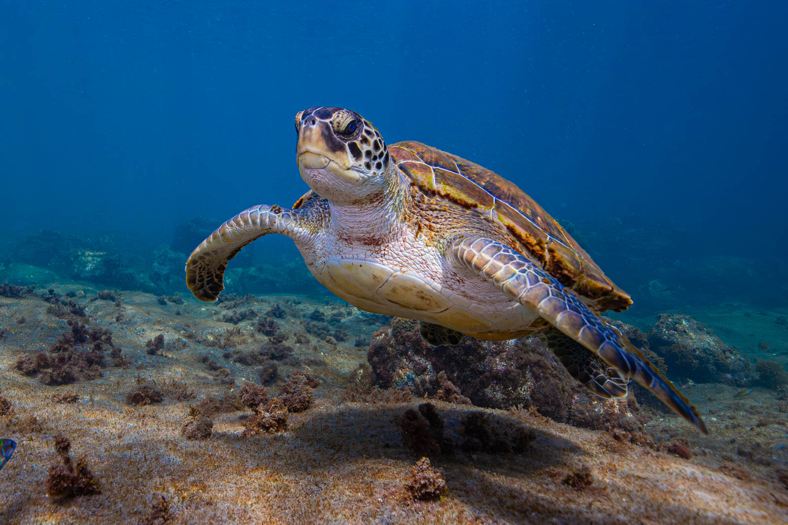 Tortue marine de face