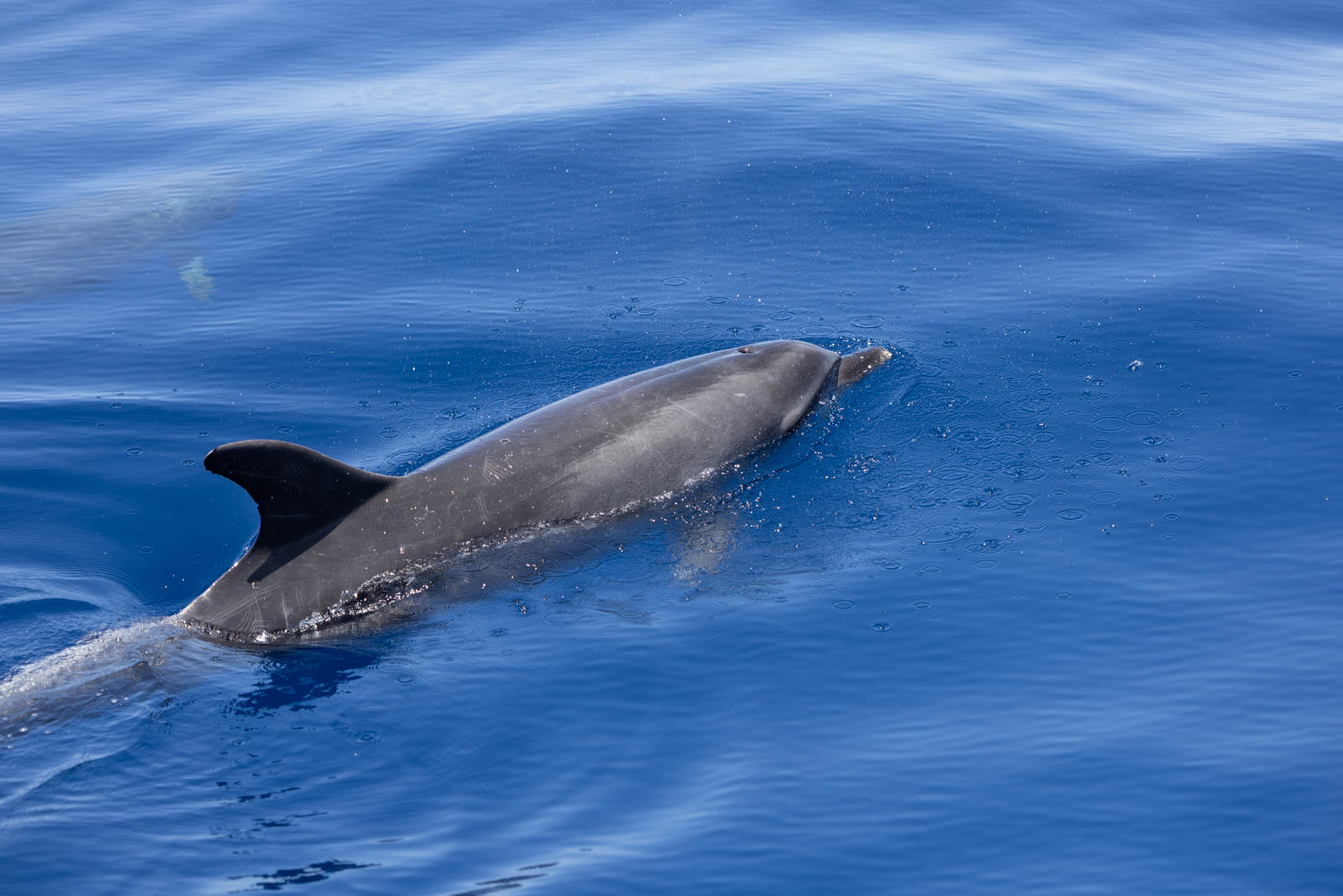 Dauphin en surface