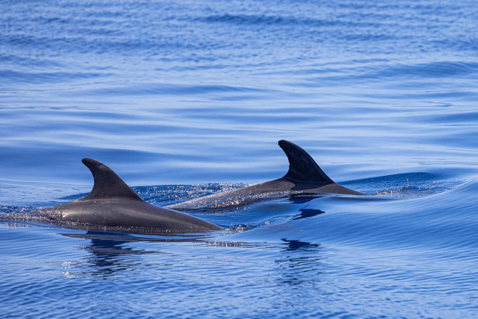 Nageoires dorsales de dauphins