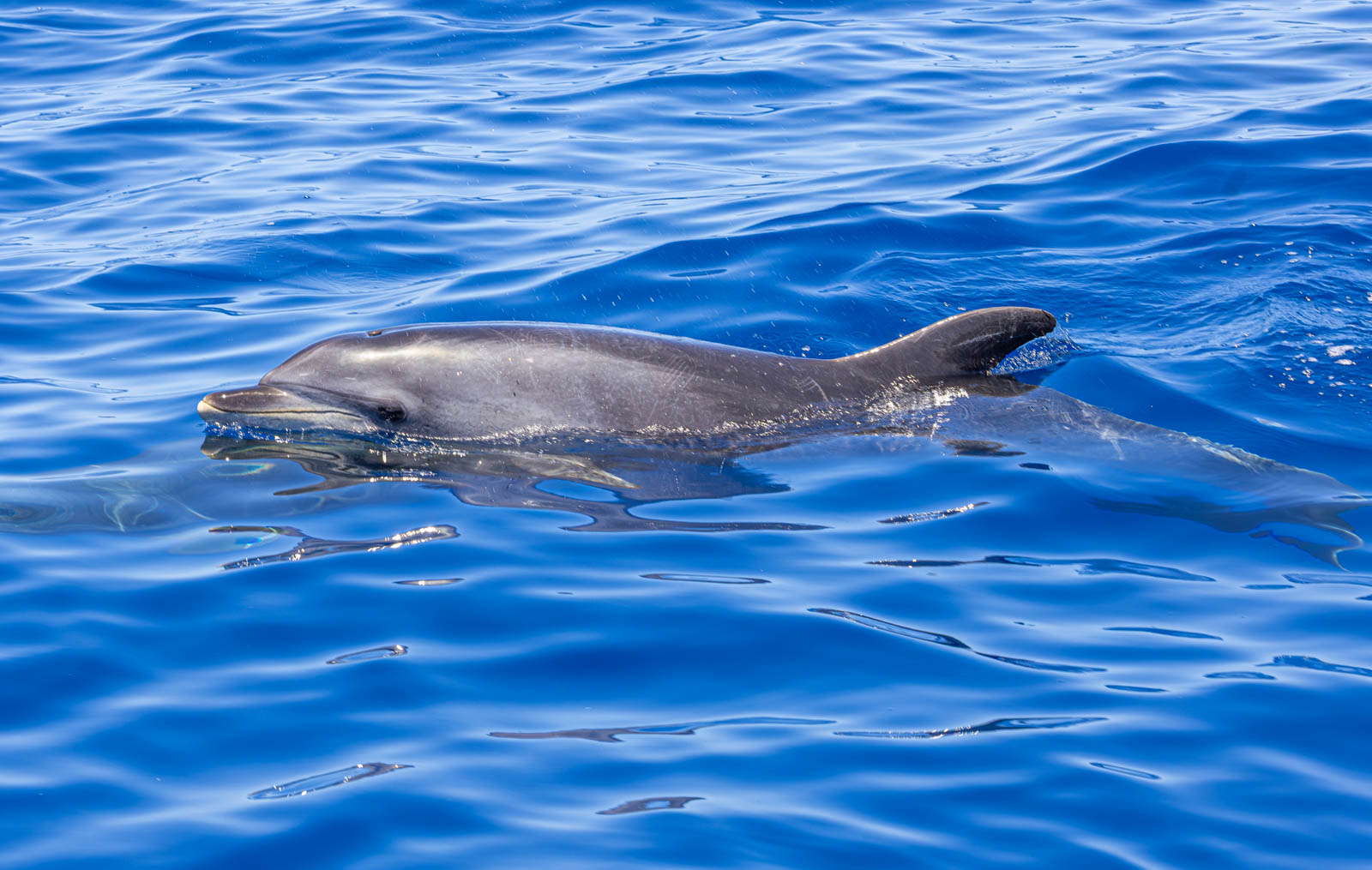 Dauphin pilote de face