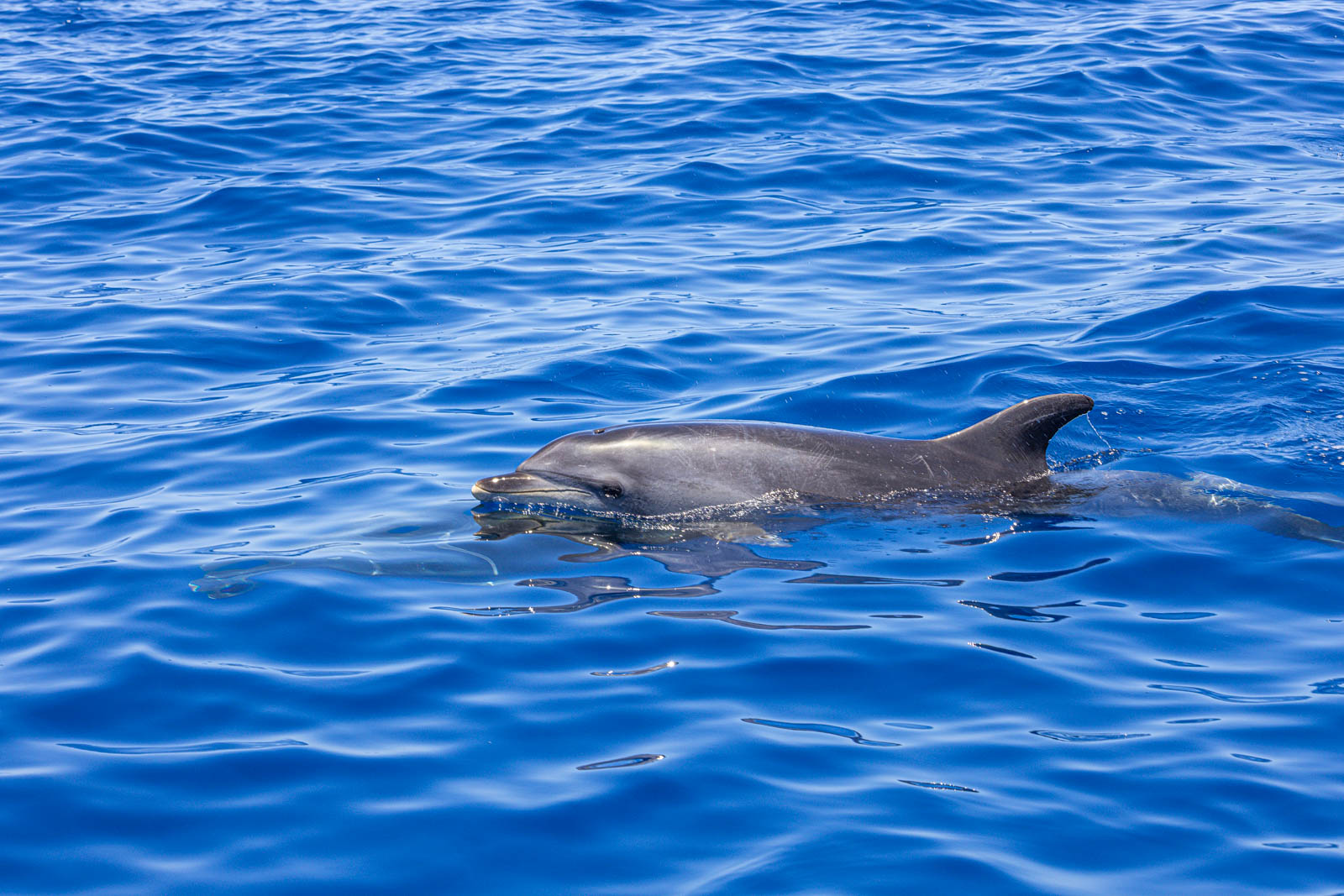 Dauphin pilote nageant