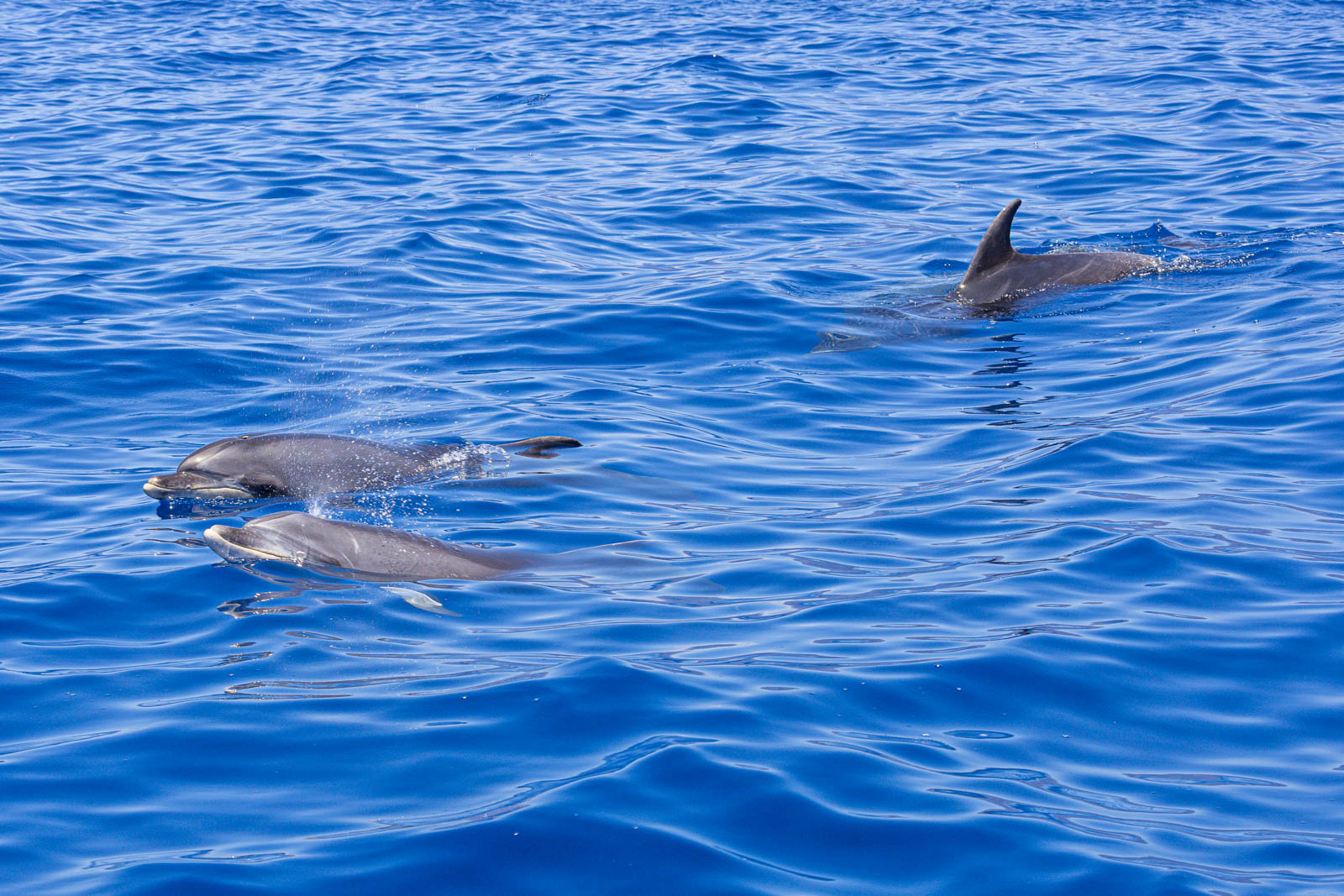 Trois dauphins en surface
