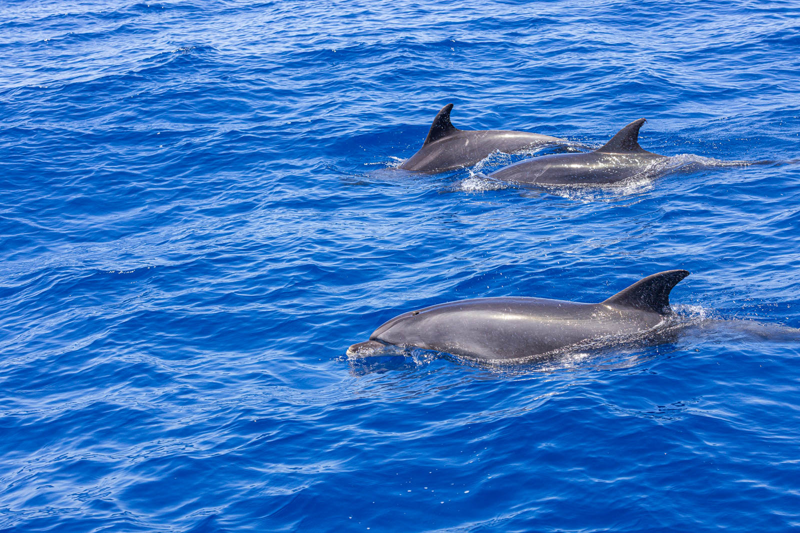 Dauphins pilotes en surface
